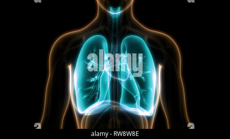 Menschliche Atmungssystem Lungen Anatomie Stockfoto