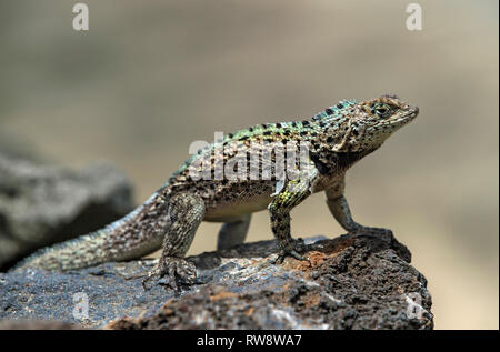 Männliche Lava Lizard ((Microlophus grayii), eine endemische Arten auf der Insel Floreana, Galapagos, Ecuador Stockfoto