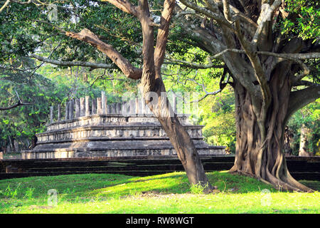 Riesigen Baum im Park und die Ruinen des Palastes von Nissankamalla (alten Singhalesischen Parlament), Polonnaruwa, Sri Lanka. Weltkulturerbe der UNESCO Stockfoto