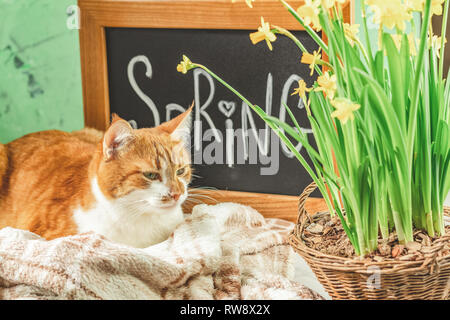 Kalligraphische Inschrift hand Schrift Buchstaben Feder auf Schwarze Schiefertafel stehen auf grün Betonoberfläche mit gelben Blüten Narzissen im Korb Stockfoto