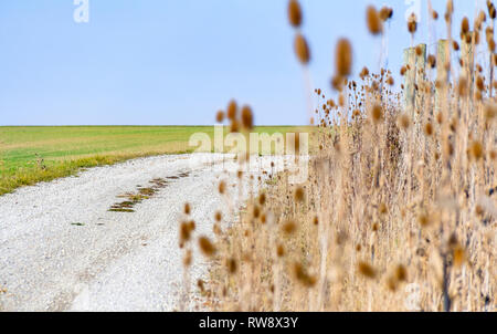 Sere karde Pflanzen in der Nähe von einem Feld Pfad im Herbst Stockfoto