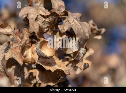 Detail shot zeigen einige sere Eichenlaub Stockfoto