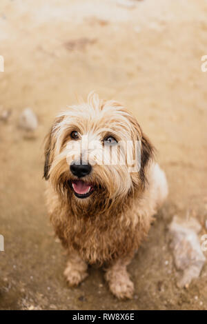 Niedliche Mischling Hund am Strand Stockfoto