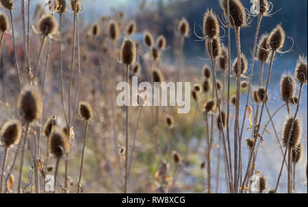 Sere karde Pflanzen im Herbst Stockfoto