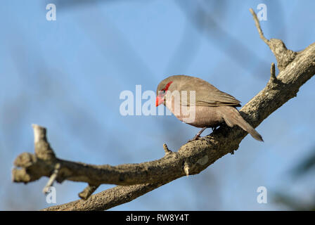 Common Waxbill - Estrilda astrild, schöne kleine sitzenden Vogels mit rotem Schnabel aus afrikanischen Gärten und Büsche, Swakopmund, Namibia. Stockfoto
