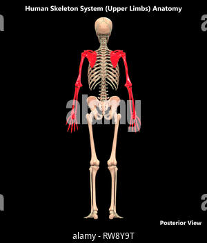 Menschliches Skelett System Anatomie posterioren Anzeigen Stockfoto