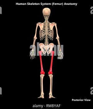 Menschliches Skelett System Anatomie posterioren Anzeigen Stockfoto