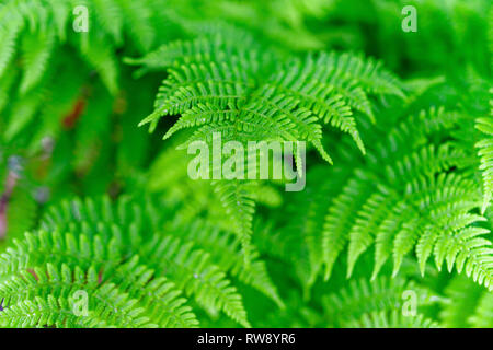 Zarte weiche Blätter eines Wald fern. Stockfoto