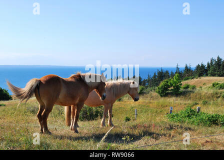 Pferde in Nordby Bakker, Insel Samsö, Jütland, Dänemark, Skandinavien, Europa Stockfoto