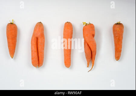 Essen hässlich. Hässliche Karotte Geschmack gerade so gut wie perfekt - Suche Essen und ist als nahrhaft. Essen Konzept. Stockfoto