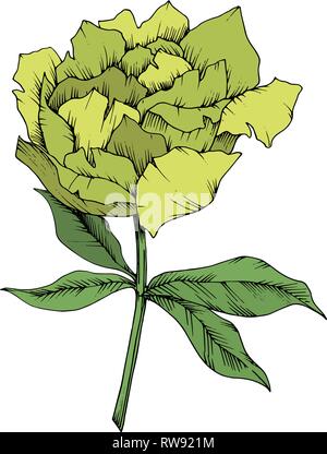 Vektor Gelbe Päonie floral botanischen Blume. Wild Federblatt wildflower isoliert. Graviert Tinte Art isoliert Pfingstrose Abbildung Element auf Weiß zurück Stock Vektor