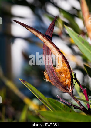 Nerium oleander. Die Samen von Haaren umgebenen ergeben sich aus einem trockenen Früchte. Stockfoto