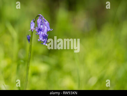 Isolierte Bluebell auf grünem Hintergrund. Stockfoto