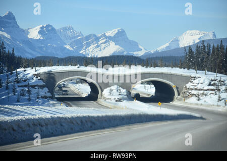 Doppel Wildlife Überführung Stockfoto