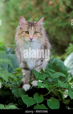 Wunderschöne Norwegische Waldkatze weibliche stehen auf Stein im Garten Stockfoto