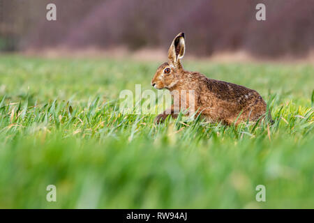 Europäische Feldhase (Lepus europaeus) im Sommer Ackerland Einstellung, Vereinigtes Königreich Stockfoto