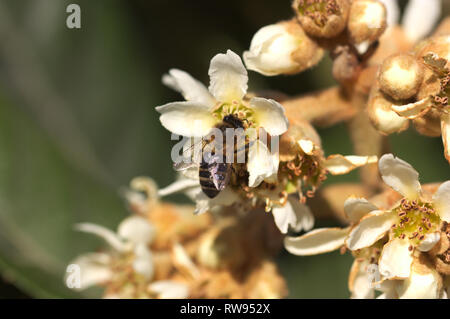 Ein Bee Pollen sammeln unter den Blumen einer mispel an einem sonnigen Tag im Monat Dezember Stockfoto