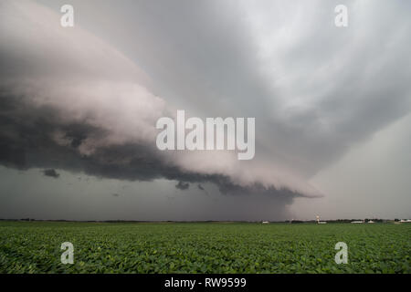 Suche entlang der Vorderkante von einem schweren Gewitter mit bedrohlichem Shelf cloud über einem sojafeld im mittleren Westen der USA. Stockfoto