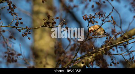 Europäische stieglitz oder Carduelis carduelis Portrait auf Zweig im Winter close-up, selektiver Fokus, flacher DOF Stockfoto