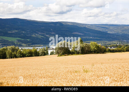 Landschaft mit Weizenfeld, Bäumen und Bergen in Norwegen. Stockfoto