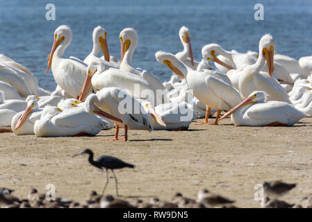 Herde der amerikanischen weiße Pelikane (Pelecanus erythrorhynchos) im J.n. 'Ding' Darling National Wildlife Refuge, Sanibel Island, Florida, USA Stockfoto