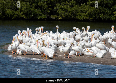 Herde der amerikanischen weiße Pelikane (Pelecanus erythrorhynchos) im J.n. 'Ding' Darling National Wildlife Refuge, Sanibel Island, Florida, USA Stockfoto