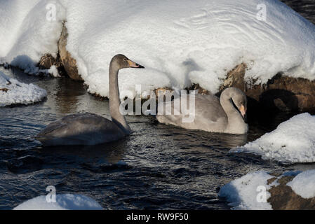 Gehören singschwan (Cygnus Cygnus) in Muonio, Finnland Stockfoto