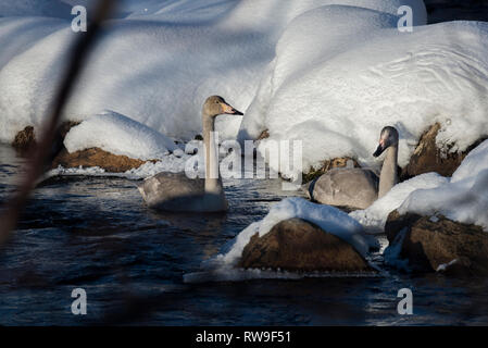 Gehören singschwan (Cygnus Cygnus) in Muonio, Finnland Stockfoto