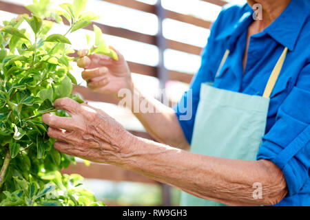 Nicht erkennbare Senior Gärtner Stockfoto