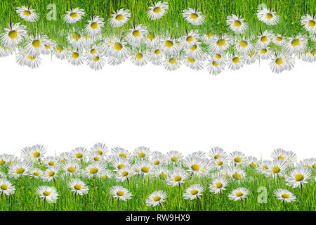 Gänseblümchen Rahmen, sehr gut als Hintergrund, Web Banner Stockfoto