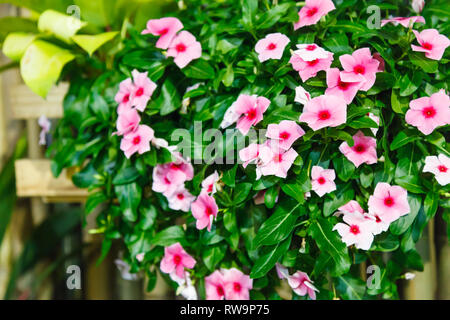 Rosa Vinca (strandschnecke) Blühende immergrünen Zierpflanzen mit flachen, fünfblättrige Blüten und glänzend grüne Blätter, einige Alkaloide in mir enthalten Stockfoto