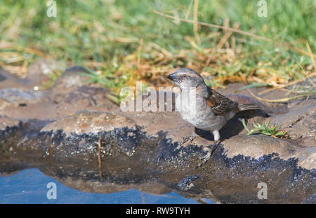 Weibliche rufous Sparrow (Passer rufocinctus) am Pool trinken Stockfoto