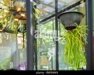 Grüne wunderschöne Pflanze, die von der schwarzen Topf Dekoration im Restaurant auf Fensterglas Hintergrund. Stockfoto