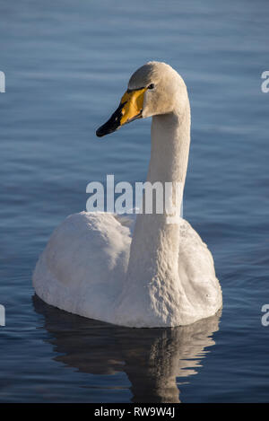 Singschwan (Cygnus Cygnus) in Muonio, Finnland Stockfoto