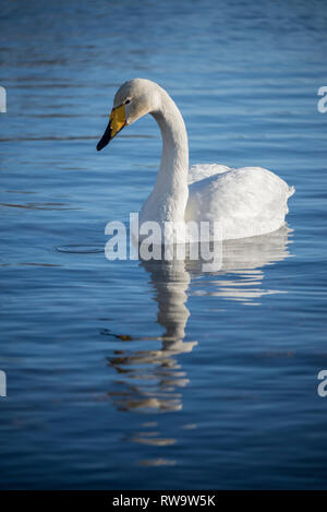 Singschwan (Cygnus Cygnus) in Muonio, Finnland Stockfoto