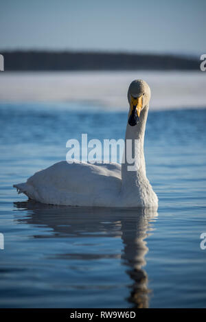 Singschwan (Cygnus Cygnus) in Muonio, Finnland Stockfoto