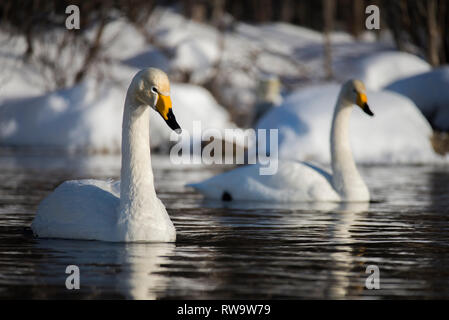 Gehören singschwan (Cygnus Cygnus) in Muonio, Finnland Stockfoto