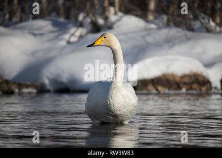 Singschwan (Cygnus Cygnus) in Muonio, Finnland Stockfoto