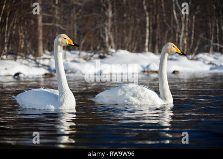 Gehören singschwan (Cygnus Cygnus) in Muonio, Finnland Stockfoto