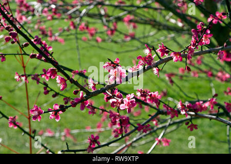 Prunus japanische Aprikose 'Beni - chidori' Stockfoto