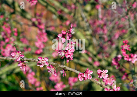 Prunus japanische Aprikose 'Beni - chidori' Stockfoto