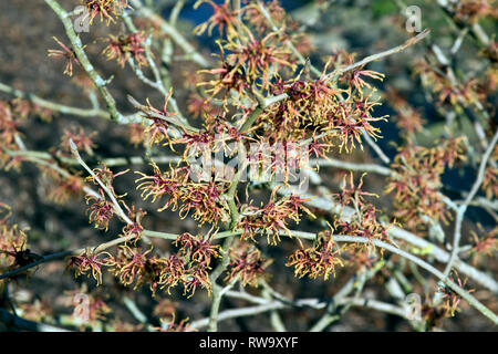 Hamamelis x intermedia 'Diane' Stockfoto