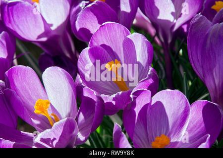 Crocus 'Blume aufzeichnen. Stockfoto