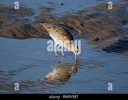 Brachvögel, Numenius arquata, Fütterung im flachen Wasser, Morecambe Bay, Lancashire, Großbritannien Stockfoto