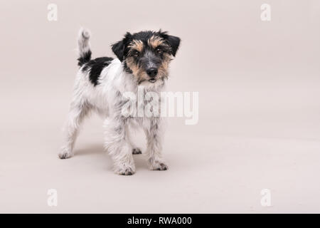 Wenig tricolor Hund steht vor weißem Hintergrund. Jack Russell Terrier Rauhhaarige Stockfoto