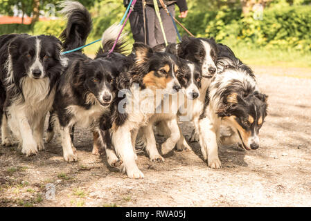 Frau geht mit vielen Hunden an der Leine. Eine Packung gehorsam Boder Collie Spaziergang auf einer Straße mit ihren Besitzer. Stockfoto