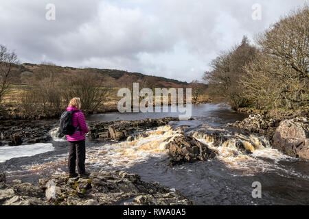 Ein Wanderer geniesst den Blick entlang des Flusses Tees von einem Felsvorsprung von Whin Sill Rock in der Nähe des Pennine Way zwischen Low Force und High Force, Obere Teesdale, Stockfoto