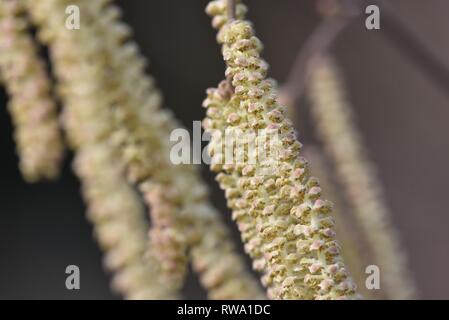 Hazel palmkätzchen (Corylus avellana): männliche Blüten der Hazel Stockfoto