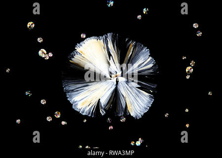 Wissenschaft und Kunst Dies ist Zitronensäure, eine gemeinsame Konservierungsmittel, fotografiert am Mikroskop Objektträger kristallisiert. Stockfoto