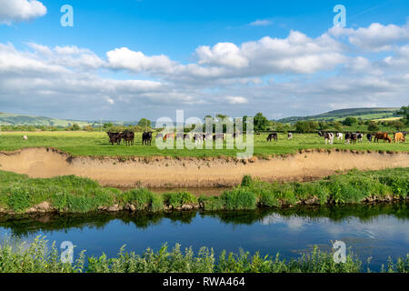 In der Nähe von Skipton, North Yorkshire, England, Großbritannien - Juni 06, 2018: Kühe am Ufer des Flusses Aire Stockfoto